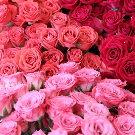 Brilliant Stars® spray roses.