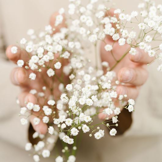 Hands holding Gypsophila stems.