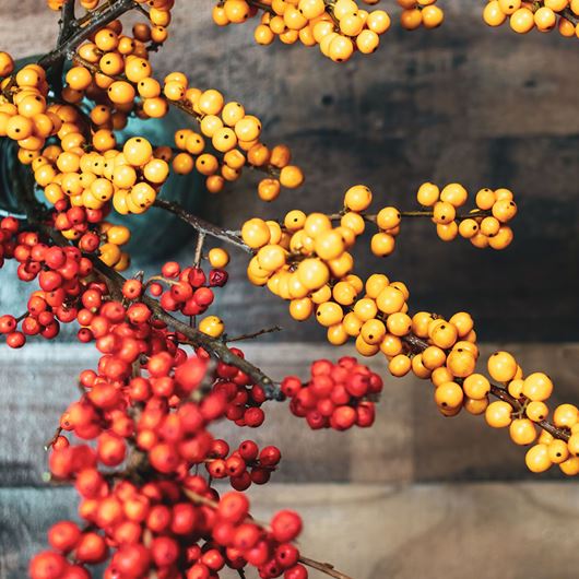 Yellow and orange Ilex berries.