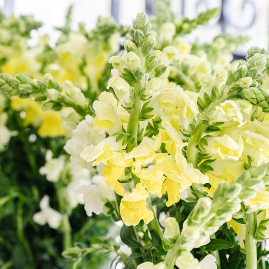 Yellow and white snapdragon detail.