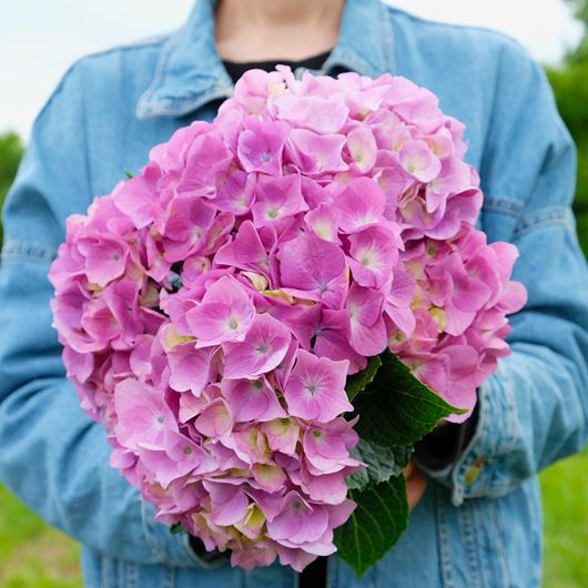 Purple Hydrangea detail.