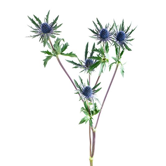 Eryngium Flowers We Love Flower