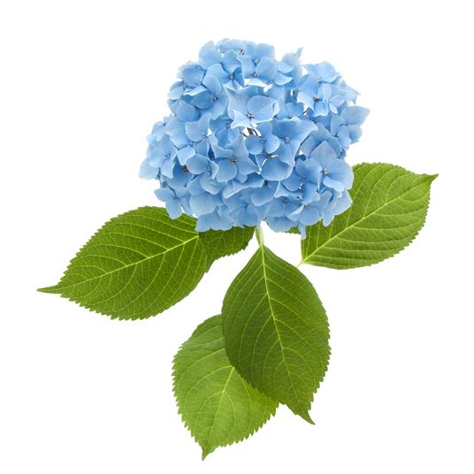 HYDRANGEA  photo