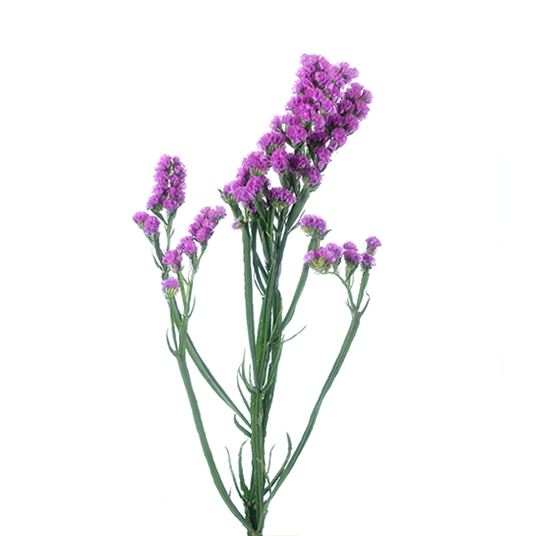 LIMONIUM photo