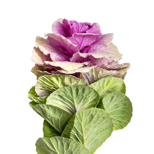 ORNAMENTAL KALE photo