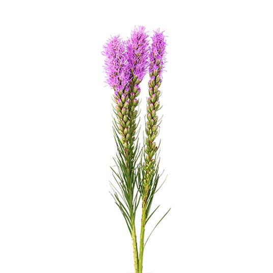 LIATRIS photo