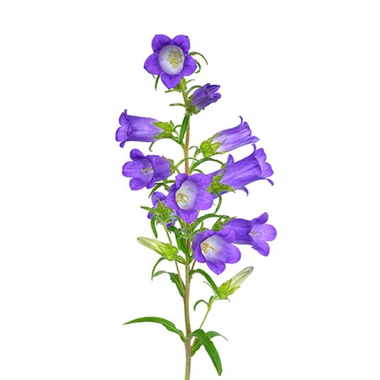 CAMPANULA photo