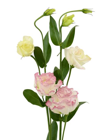 LISIANTHUS  photo