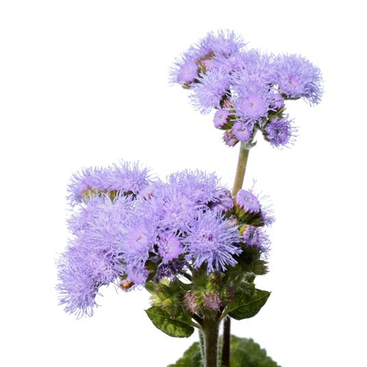 AGERATUM photo