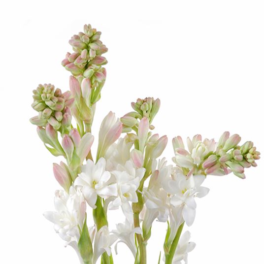 TUBEROSE photo