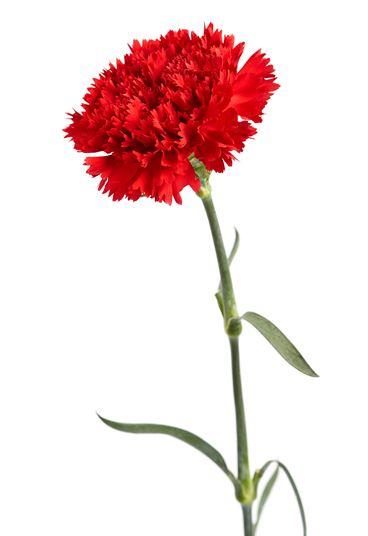 CARNATION - Flowers We Love -  Magazine