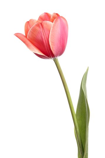 All You Need To Know About Tulip Flowers