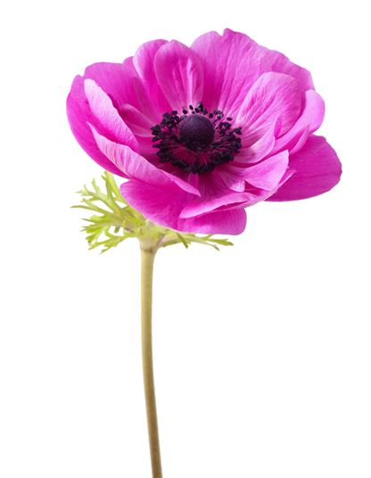 ANEMONE photo