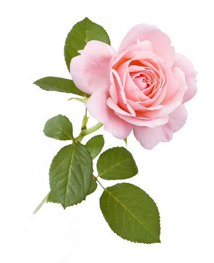 ROSE photo