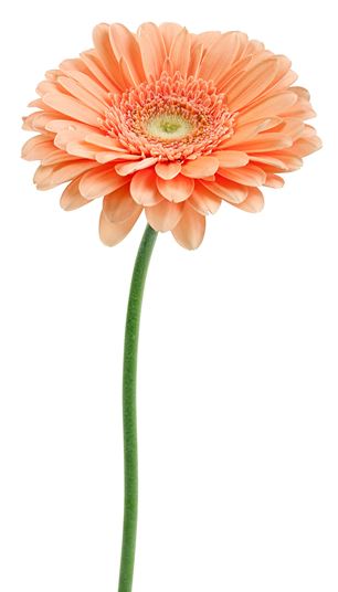 GERBERA photo