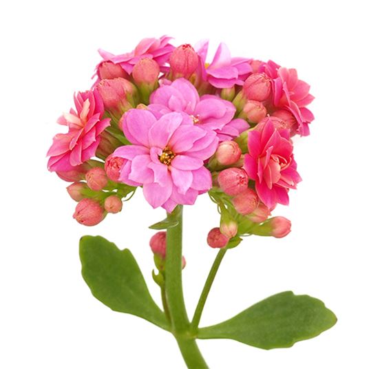 KALANCHOE photo