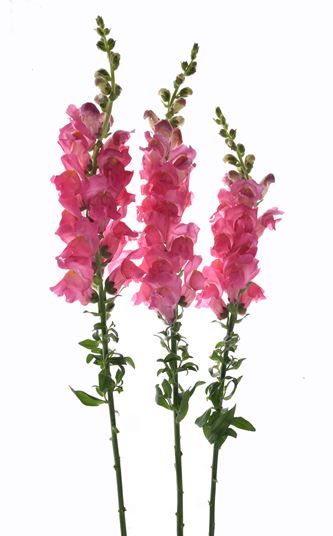 SNAPDRAGON  photo