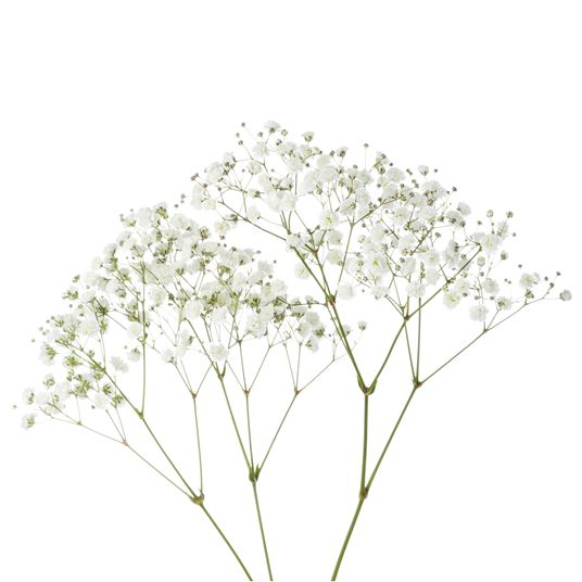 Baby's breath, Description, Species, & Facts