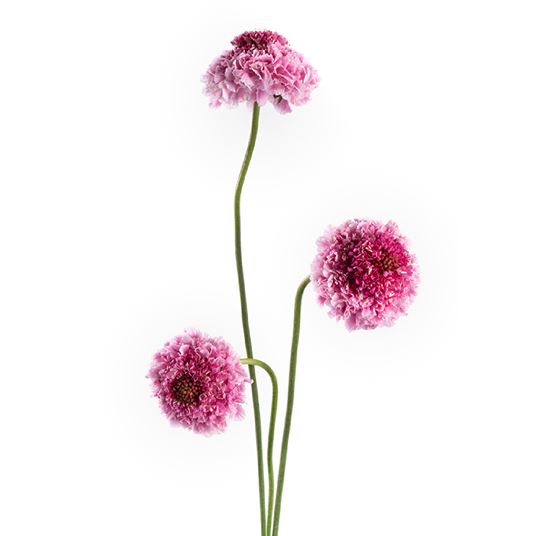 SCABIOSA photo