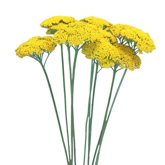 ACHILLEA photo