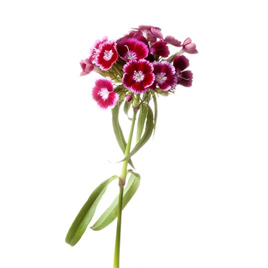 DIANTHUS photo