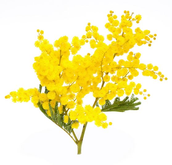 ACACIA photo
