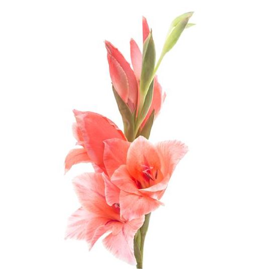 GLADIOLUS  photo