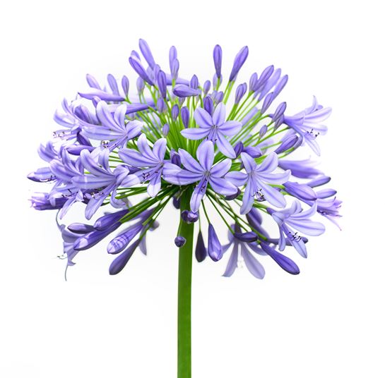 AGAPANTHUS photo