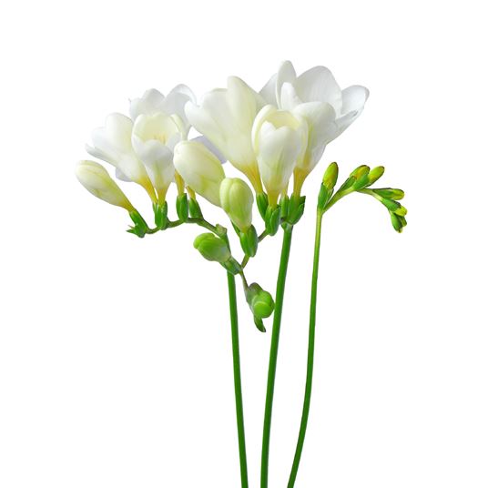 FREESIA  photo