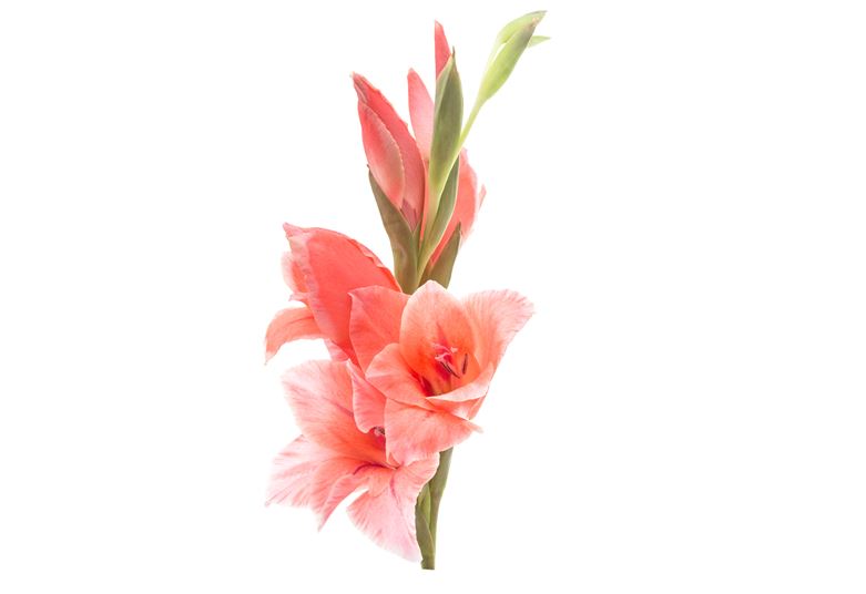 gladiolus flowers we love flower style magazine