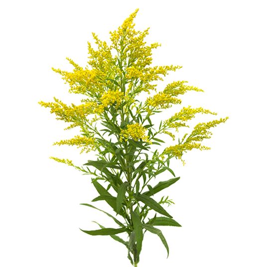 SOLIDAGO photo