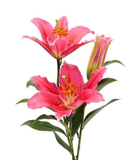 LILY photo