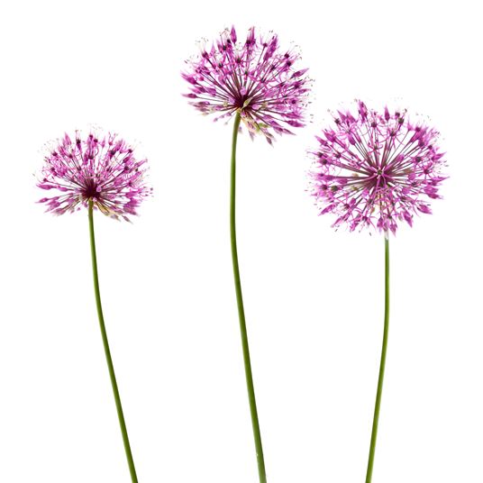 ALLIUM photo