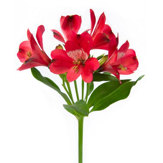 Alstroemeria flower shop