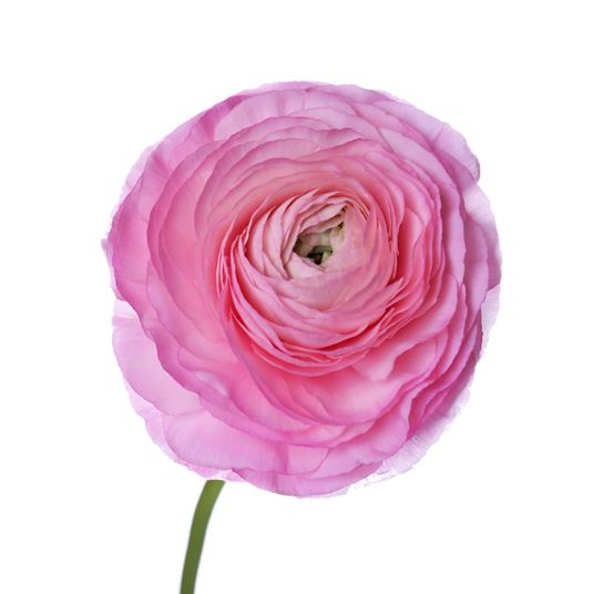 RANUNCULUS photo