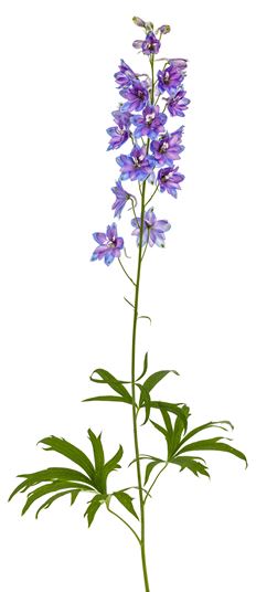 DELPHINIUM  photo