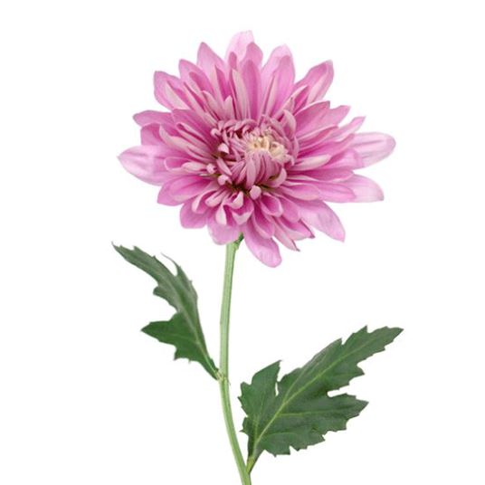 indhente linse effektivt CHRYSANTHEMUM - Flowers We Love - Flower.Style Magazine