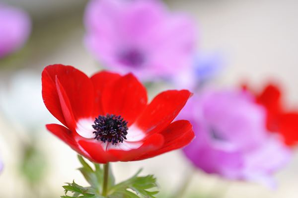 flowers we love flower style magazine