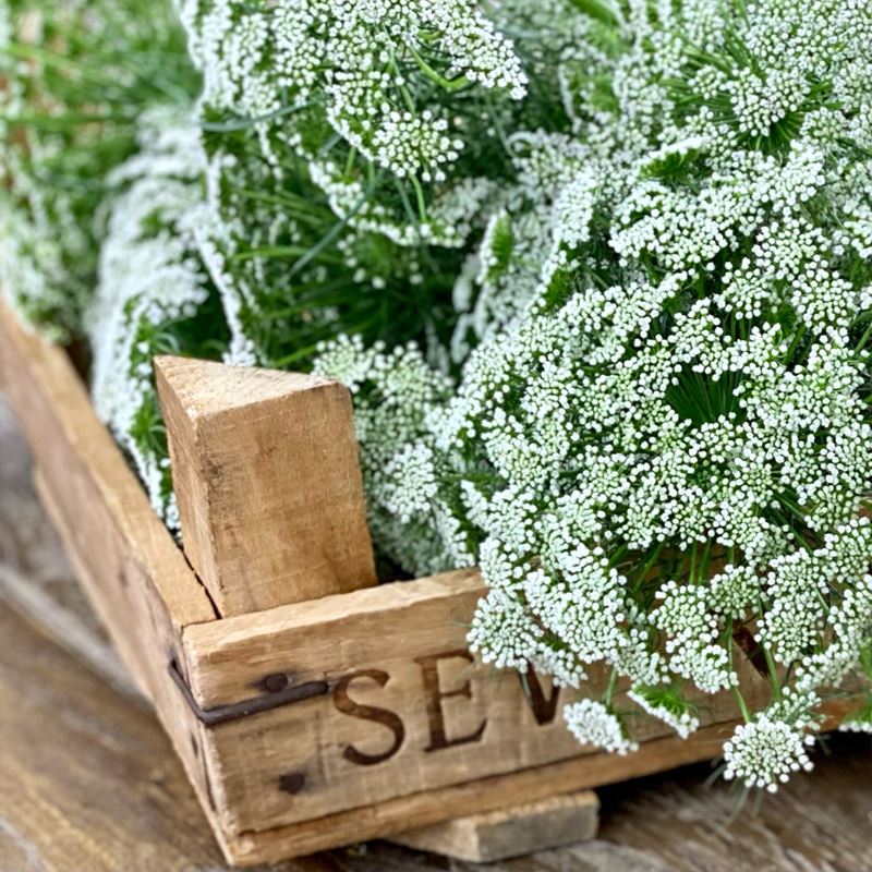 From Nature&#39;s Bronzer to Wedding Filler Favorite: Explore the Curious Past of Ammi Majus (And Its More &quot;Royal&quot; Lookalike)