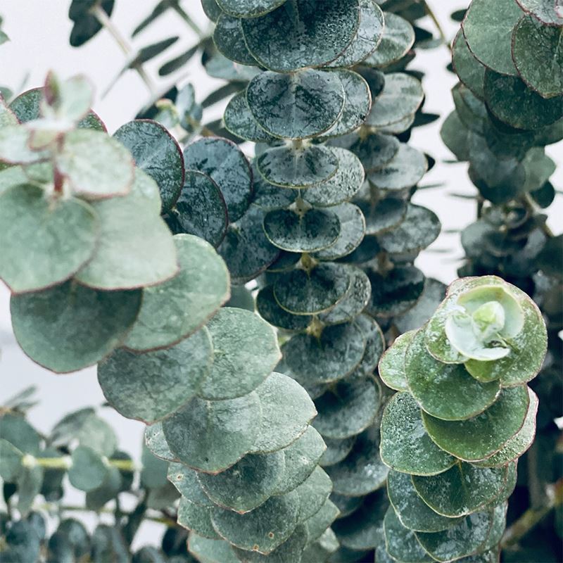 Essential Therapeutic Oil and TikTok Shower Trend, Eucalyptus Reigns as Today&rsquo;s Foliage Favorite
