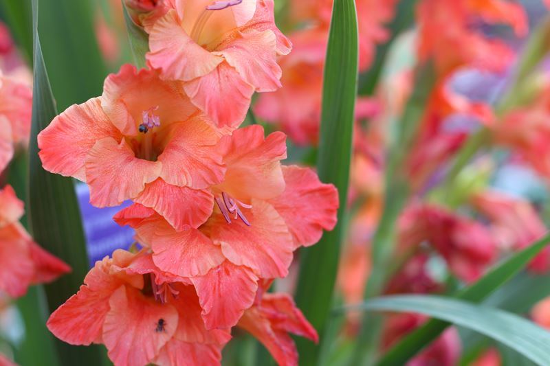are gladiolus toxic to dogs