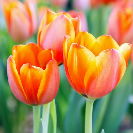 TULIP Flowers We Love Flower Style Magazine TULIP Flowers We Love Flower Style Magazine