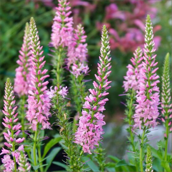 Veronica Flower Meaning Best Flower Site