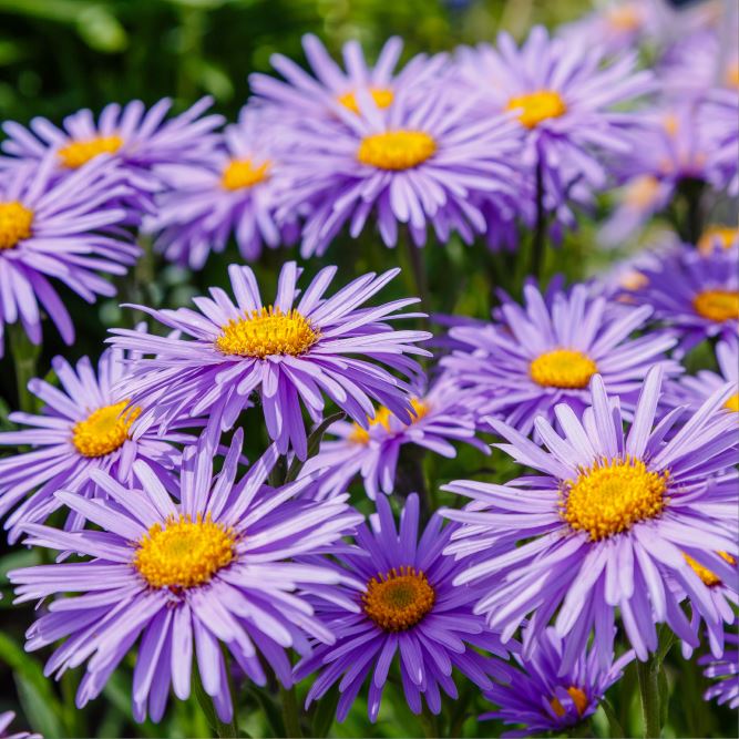 ASTER Flowers We Love Flower.Style Magazine