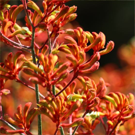 KANGAROO PAW Flowers We Love Flower.Style Magazine