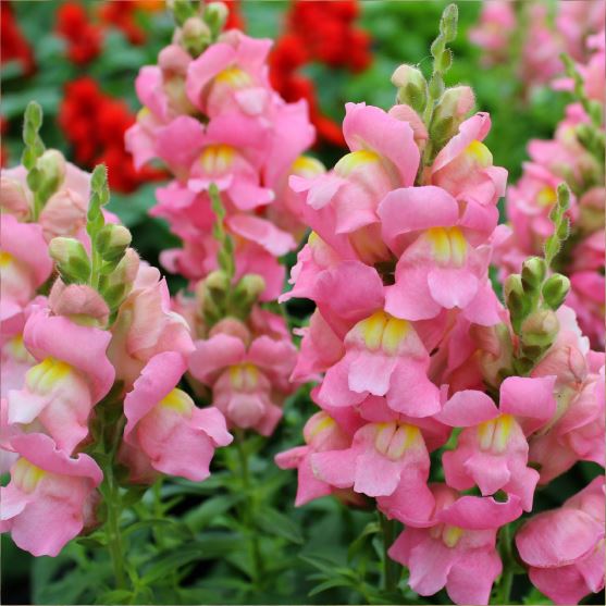 SNAPDRAGON - Flowers We Love - Flower.Style Magazine