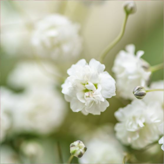 GYPSOPHILA - Flowers We Love - Flower.Style Magazine