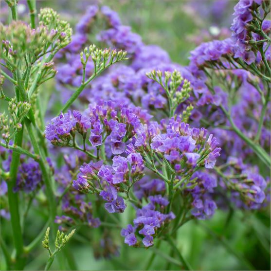 LIMONIUM Flowers We Love Flower.Style Magazine