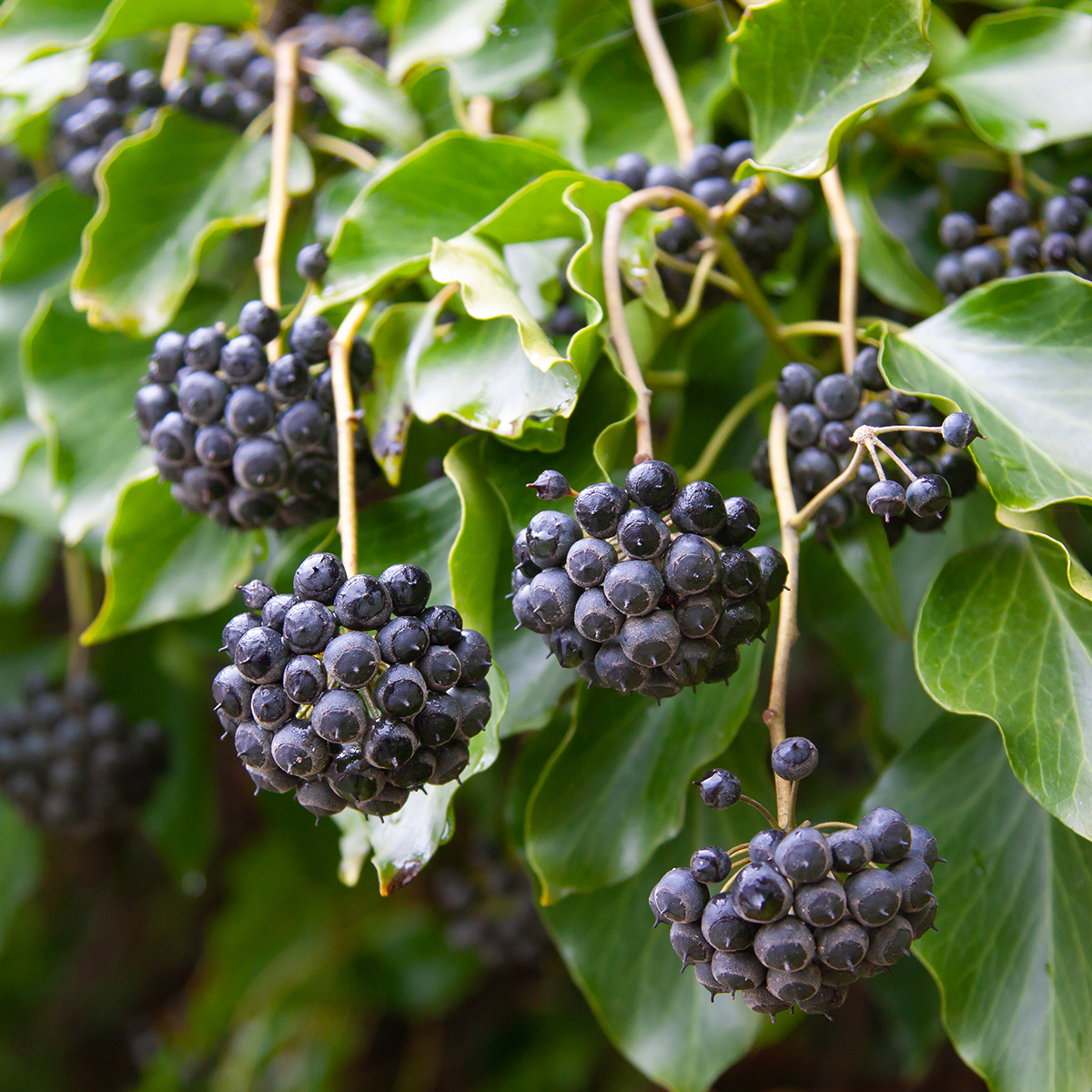 Common ivy (hedera) berries.