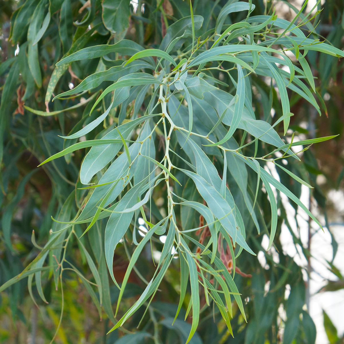 Willow Peppermint Eucalyptus